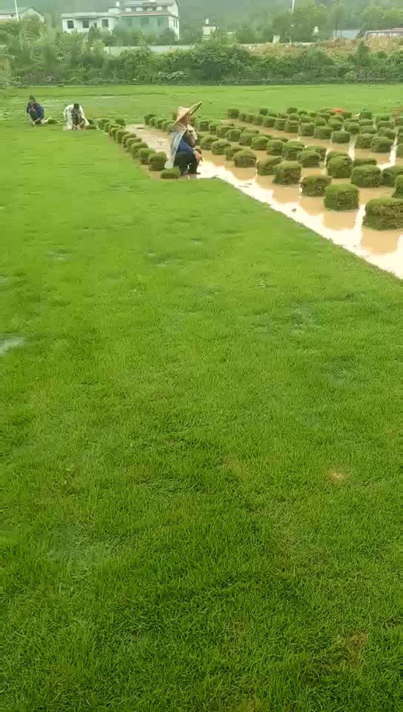 郴州马尼拉草直销