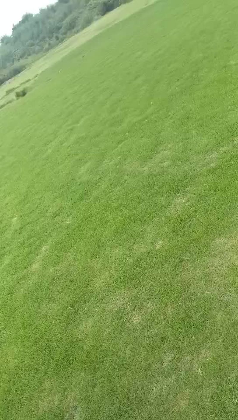 郴州马尼拉草直销