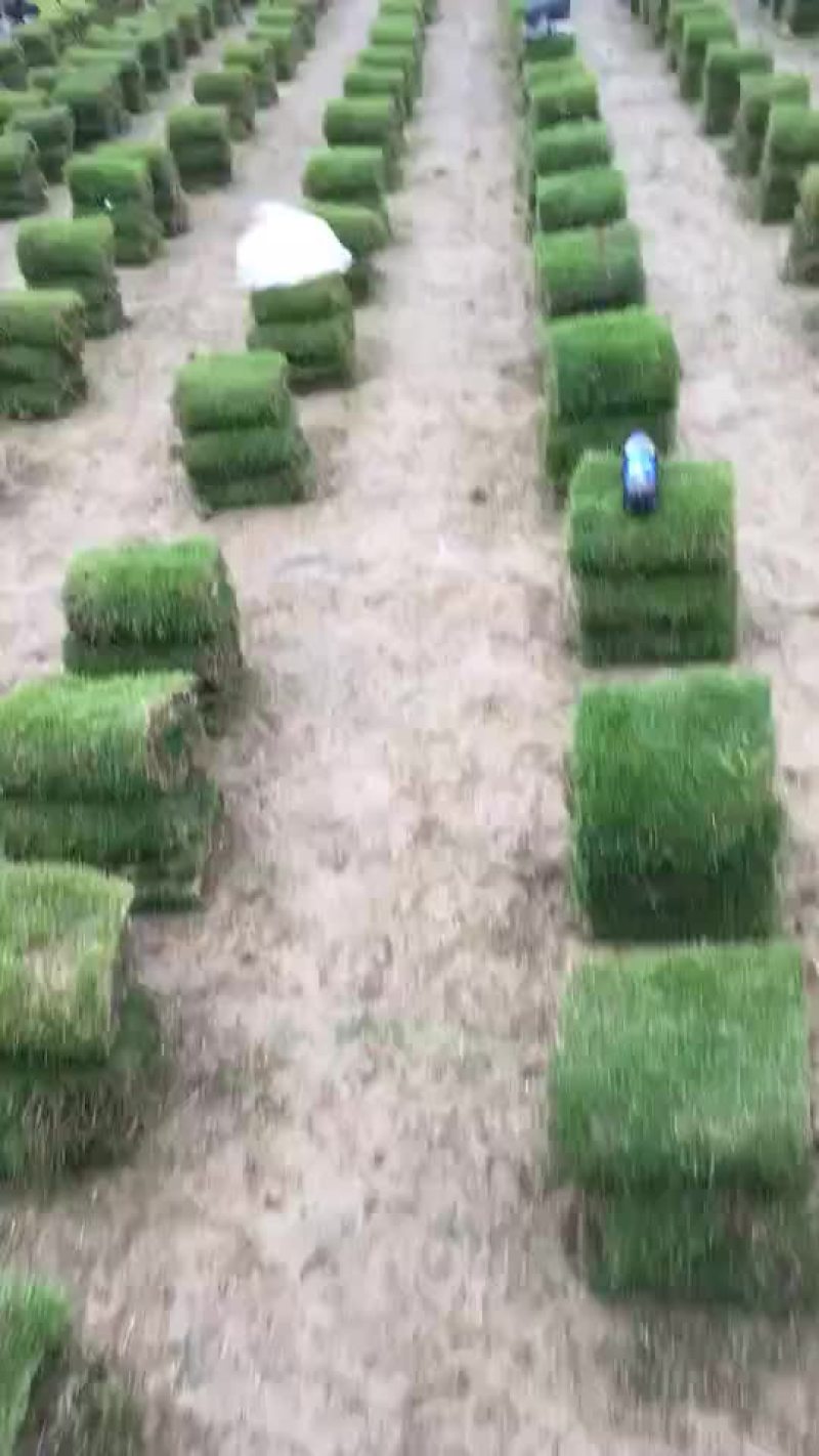 郴州马尼拉草直销