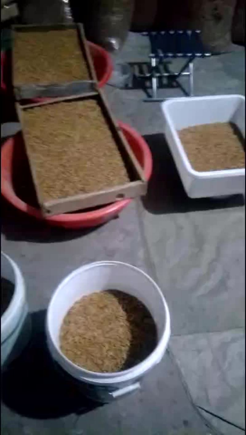黄粉虫