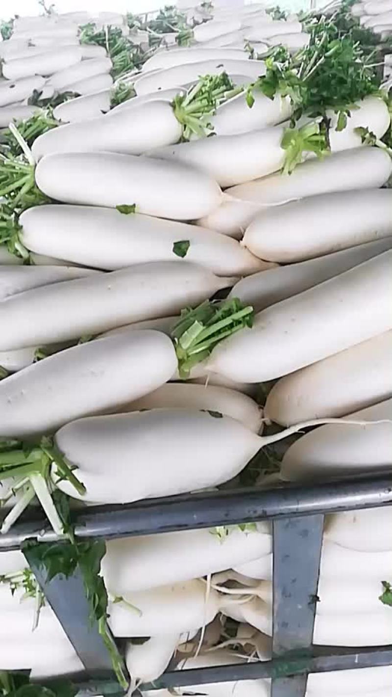 花叶厚皮