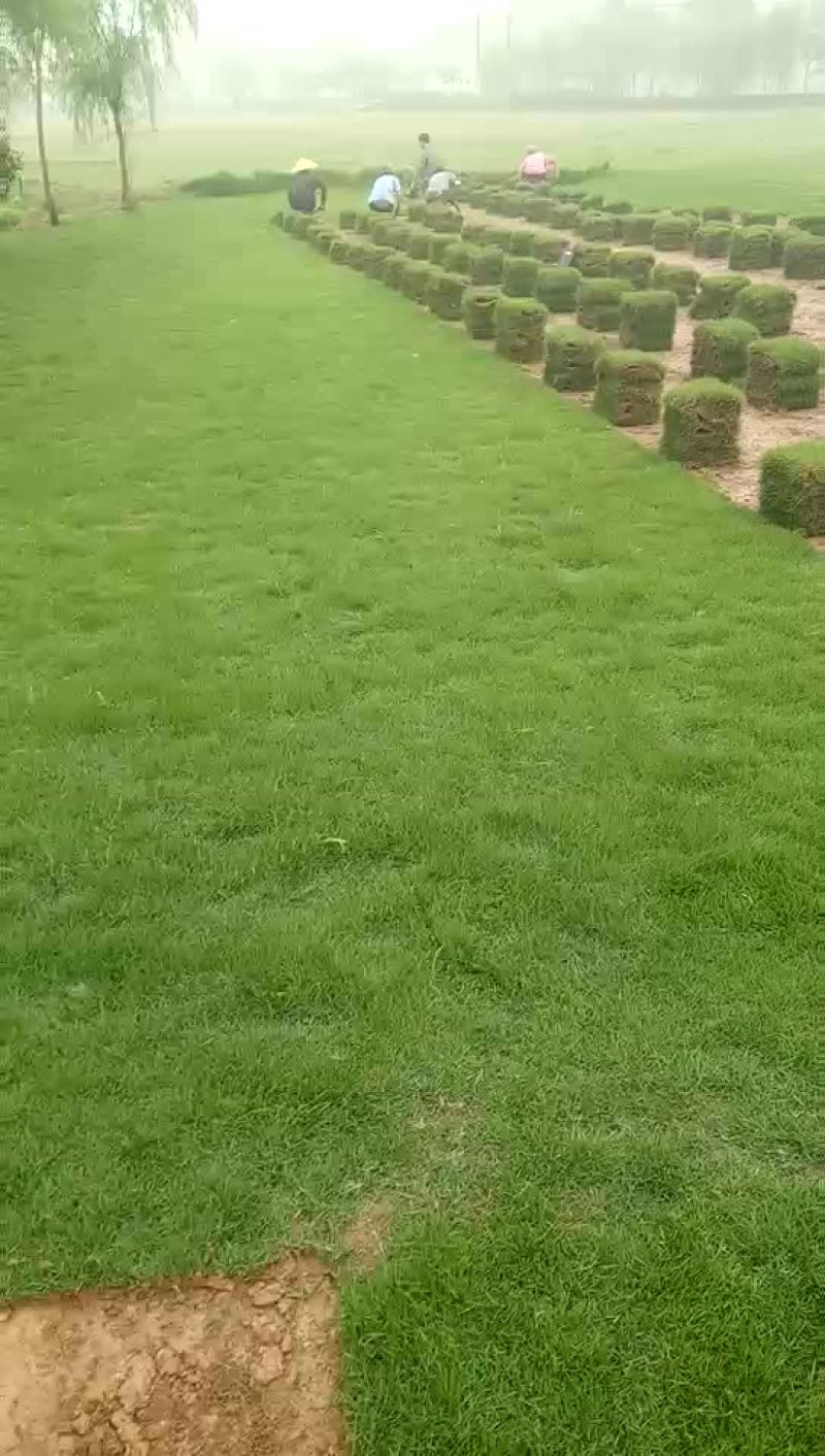 马尼拉带皮直销