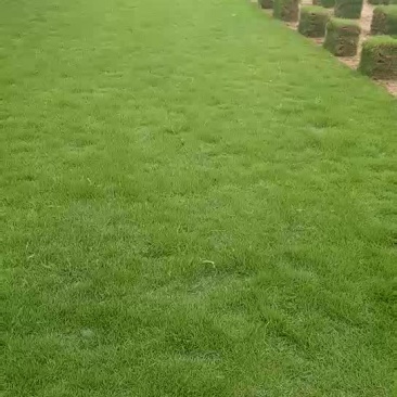 马尼拉带皮直销