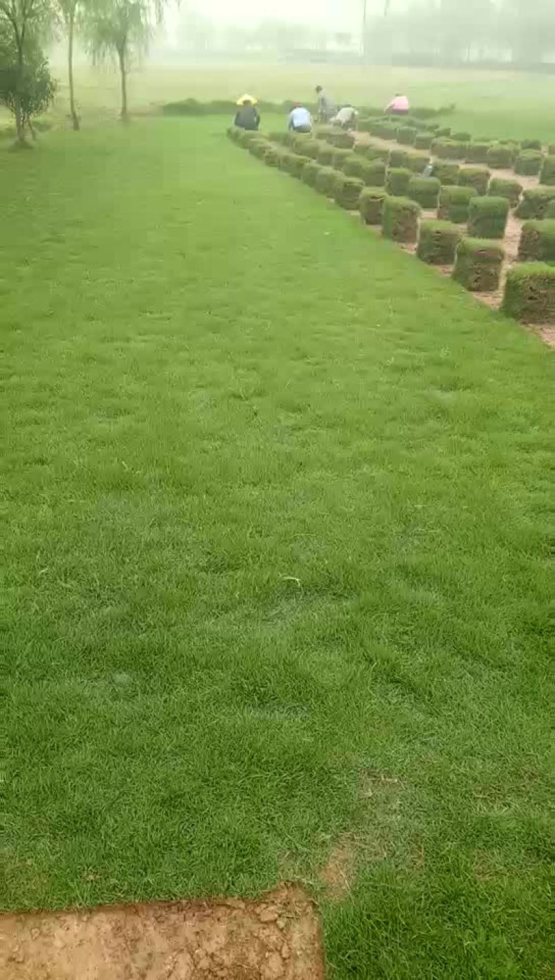 马尼拉带皮直销