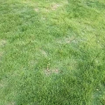 郴州马尼拉草皮