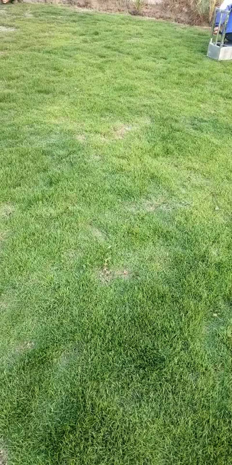郴州马尼拉草皮