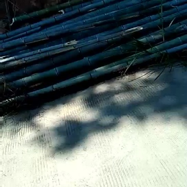 竹子