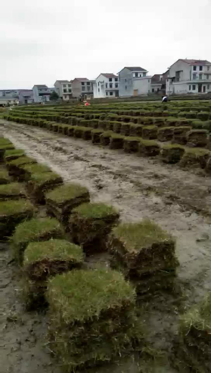 马尼拉草块
