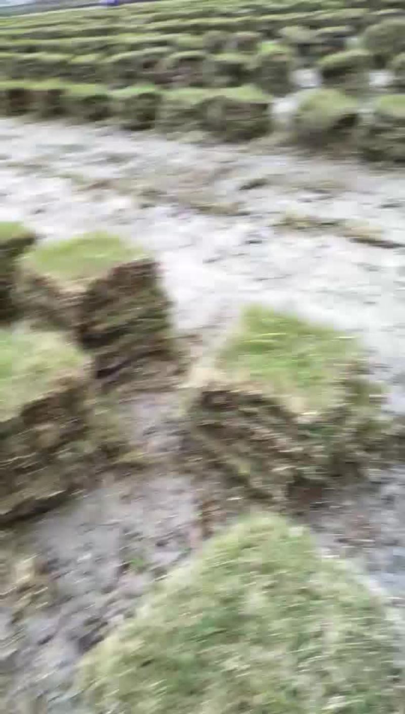 马尼拉草块