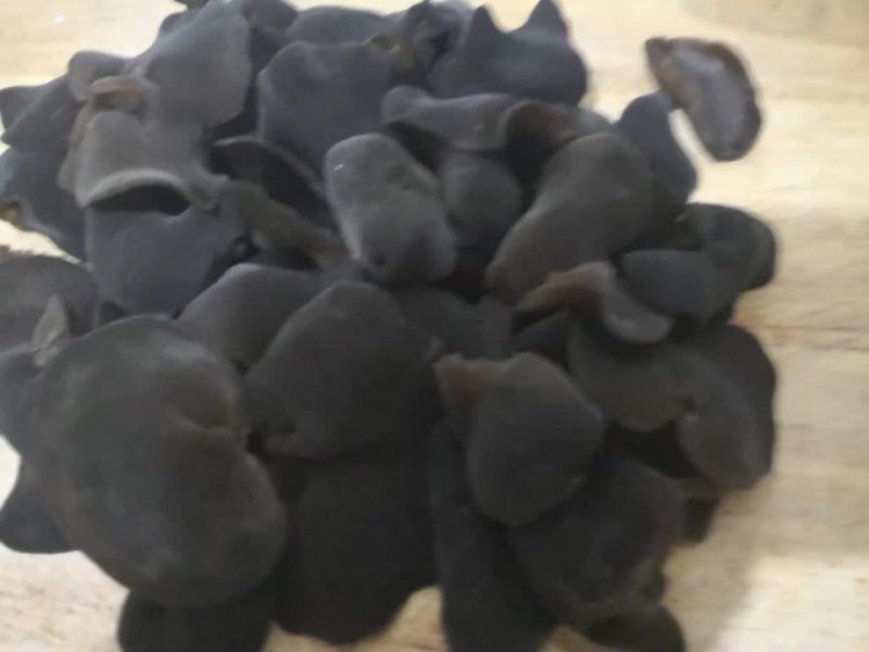 黑龙江秋木耳