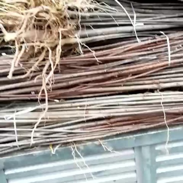 黄柏苗