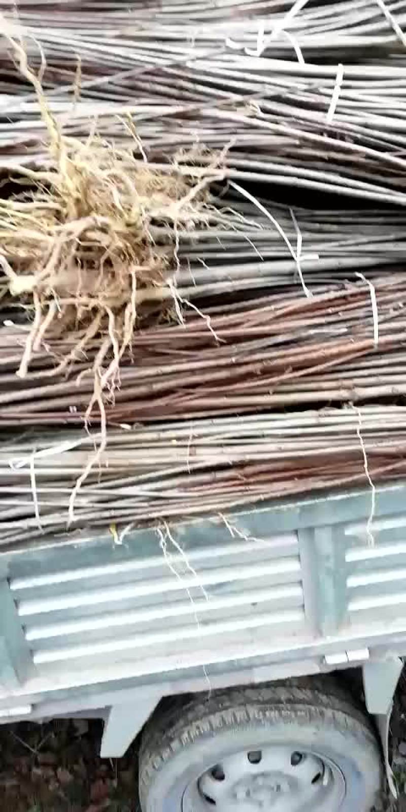 黄柏苗