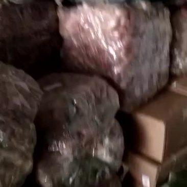 鱼泡
