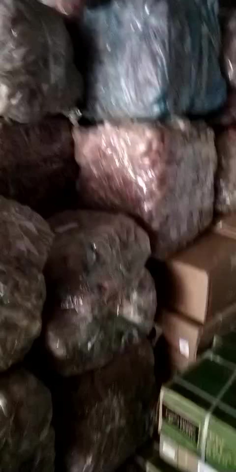 鱼泡