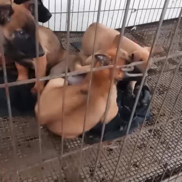 精品马犬