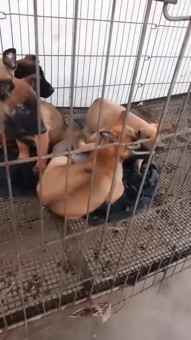 精品马犬