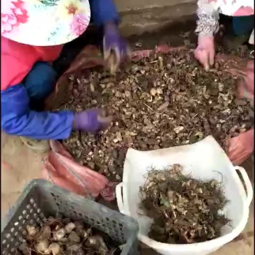 黄精