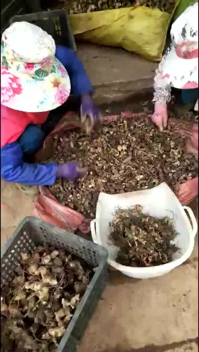 黄精