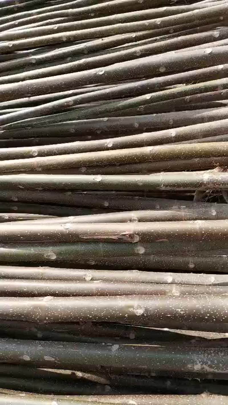 大量供应优质泡桐，欢迎选购