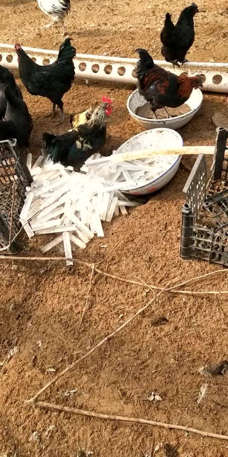 五黑鸡公鸡
