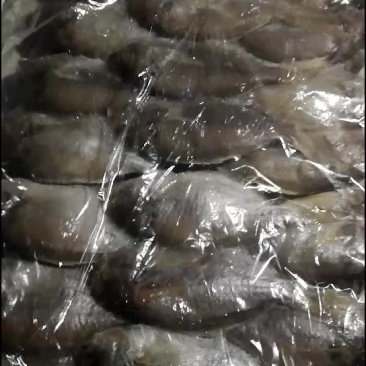 肉鲳鱼
