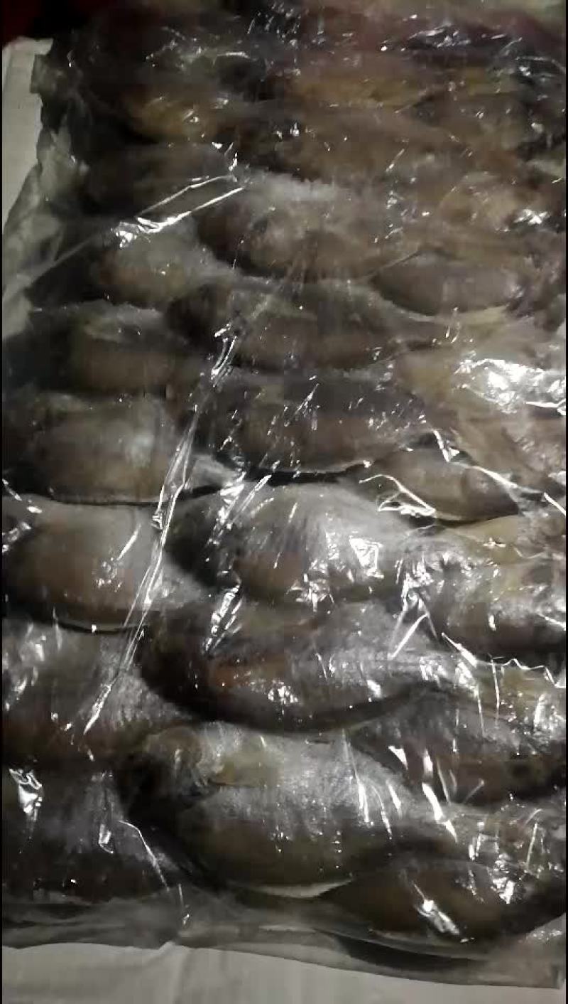 肉鲳鱼