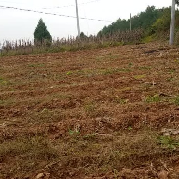 现有四川仁寿土地800亩，准备种沃柑等特色水果寻求合作