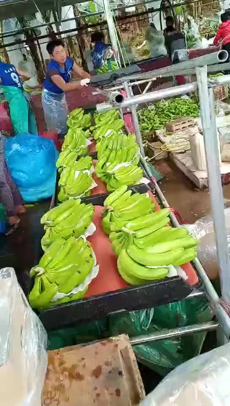 巴西香蕉