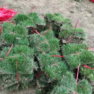马尼拉草块