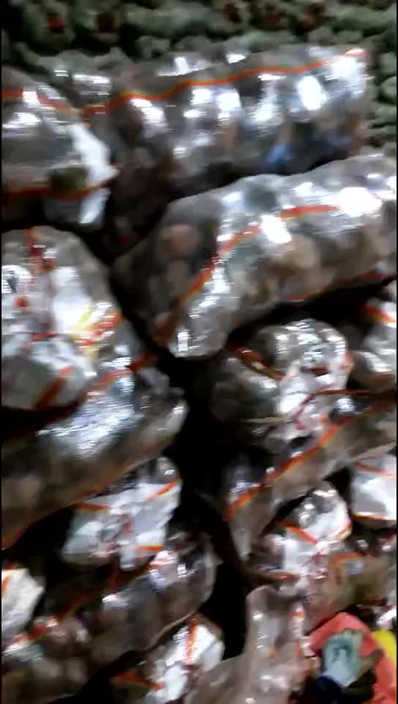 红皮土豆