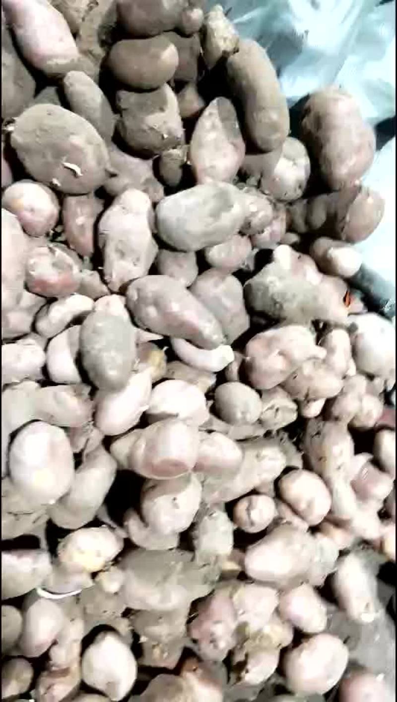 红皮土豆