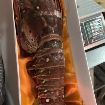 澳洲龙虾