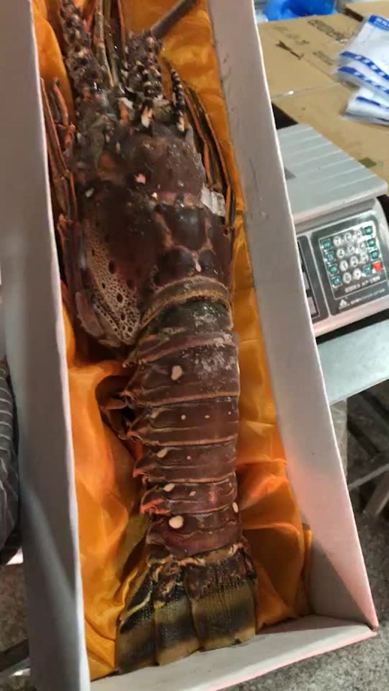 澳洲龙虾