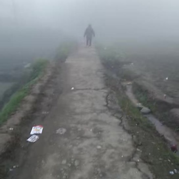 马尼拉草皮