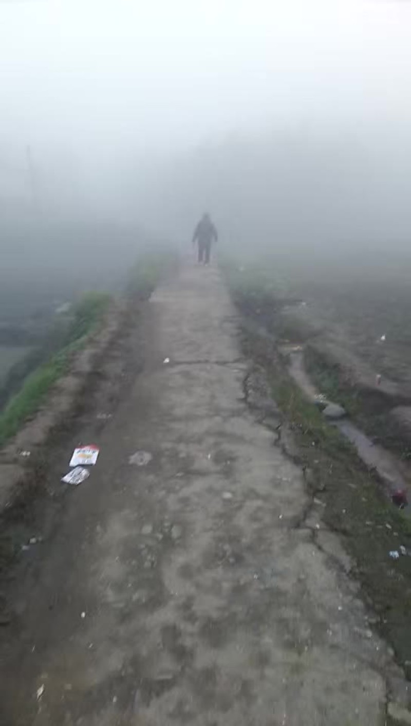 马尼拉草皮