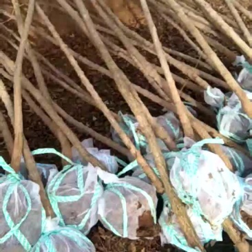 大量出售元宝枫苗子