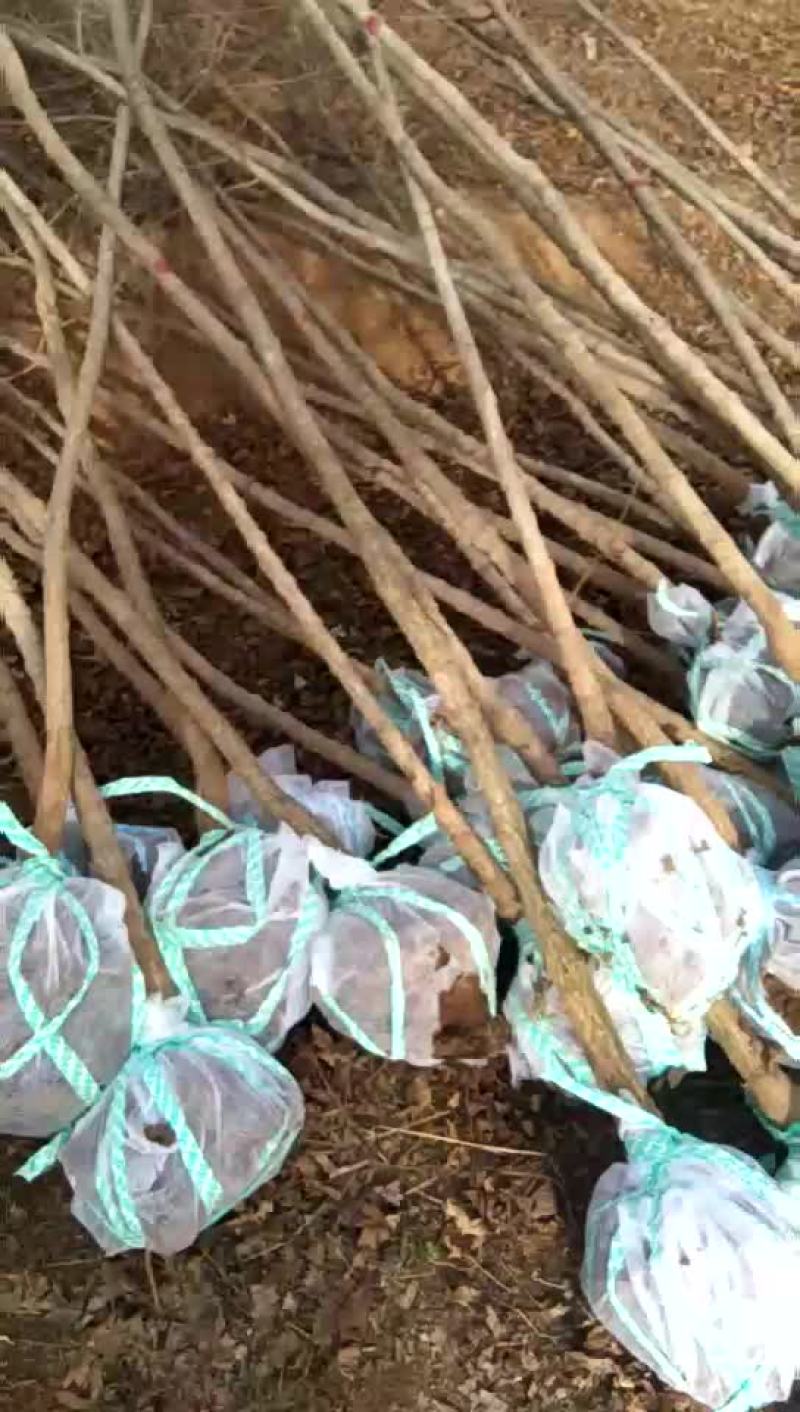 大量出售元宝枫苗子