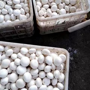 食用菌鲜货