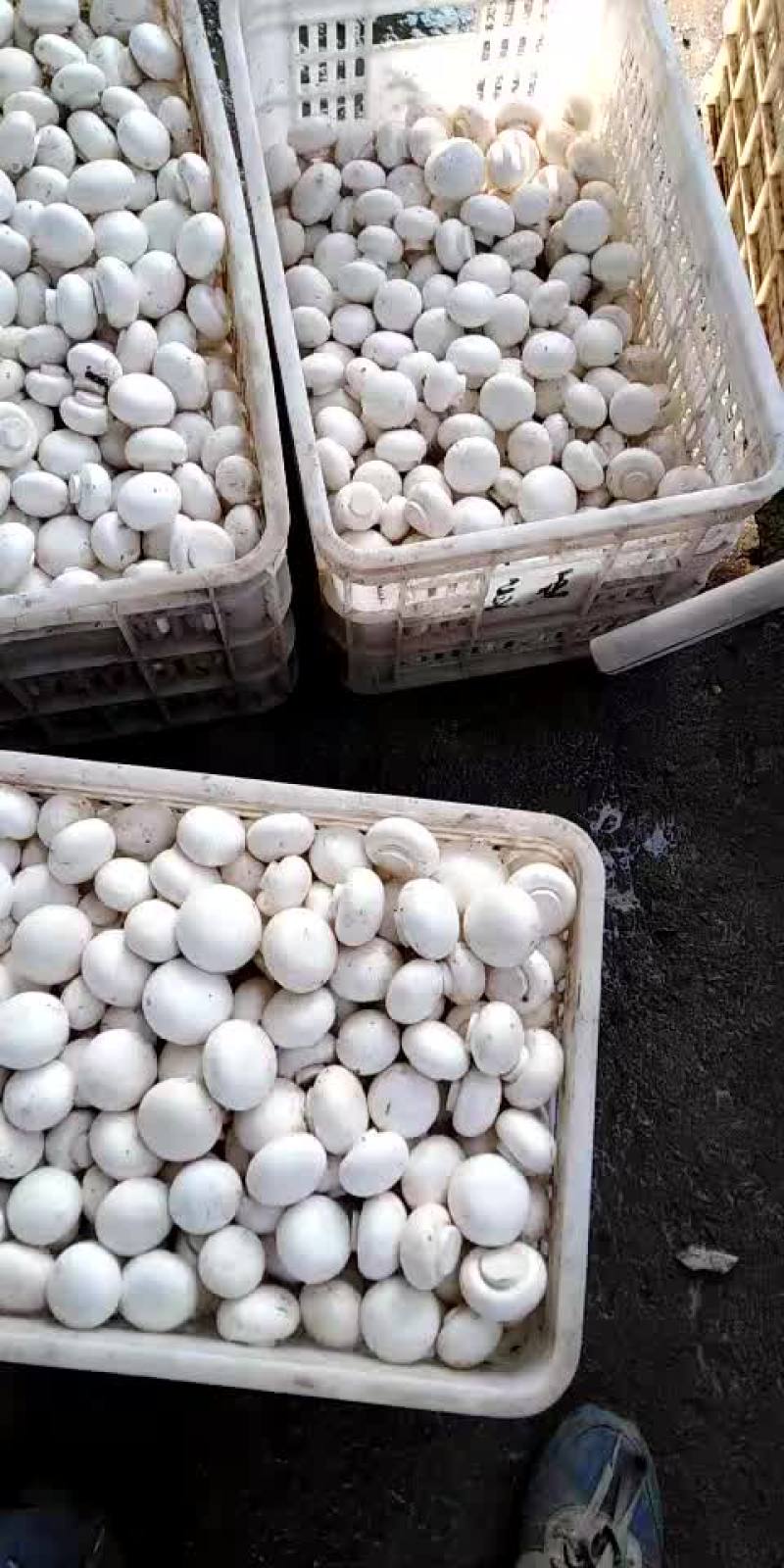食用菌鲜货