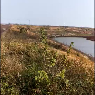 土地