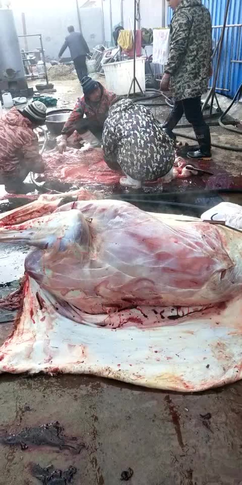 驴肉