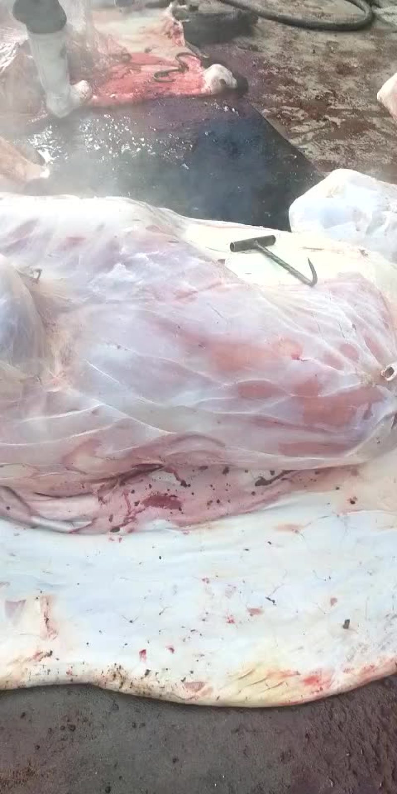 驴肉