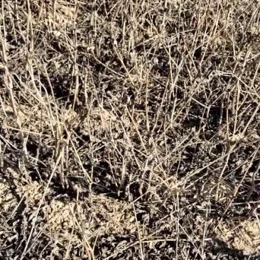 苗木种苗油用牡丹苗3年生油牡丹苗油用牡丹苗药用