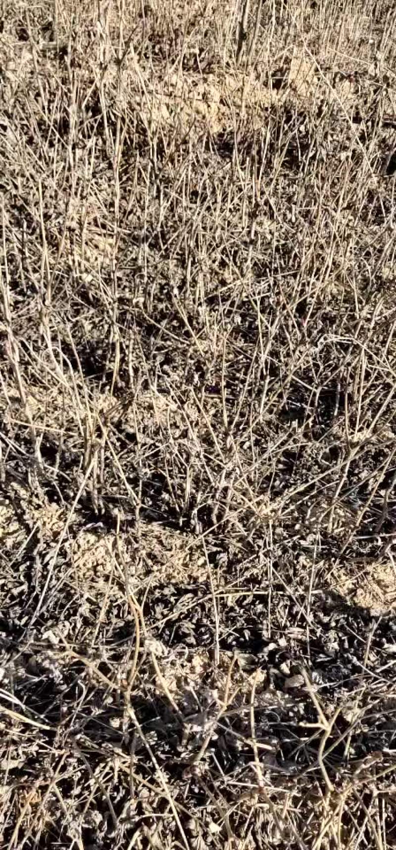 苗木种苗油用牡丹苗3年生油牡丹苗油用牡丹苗药用