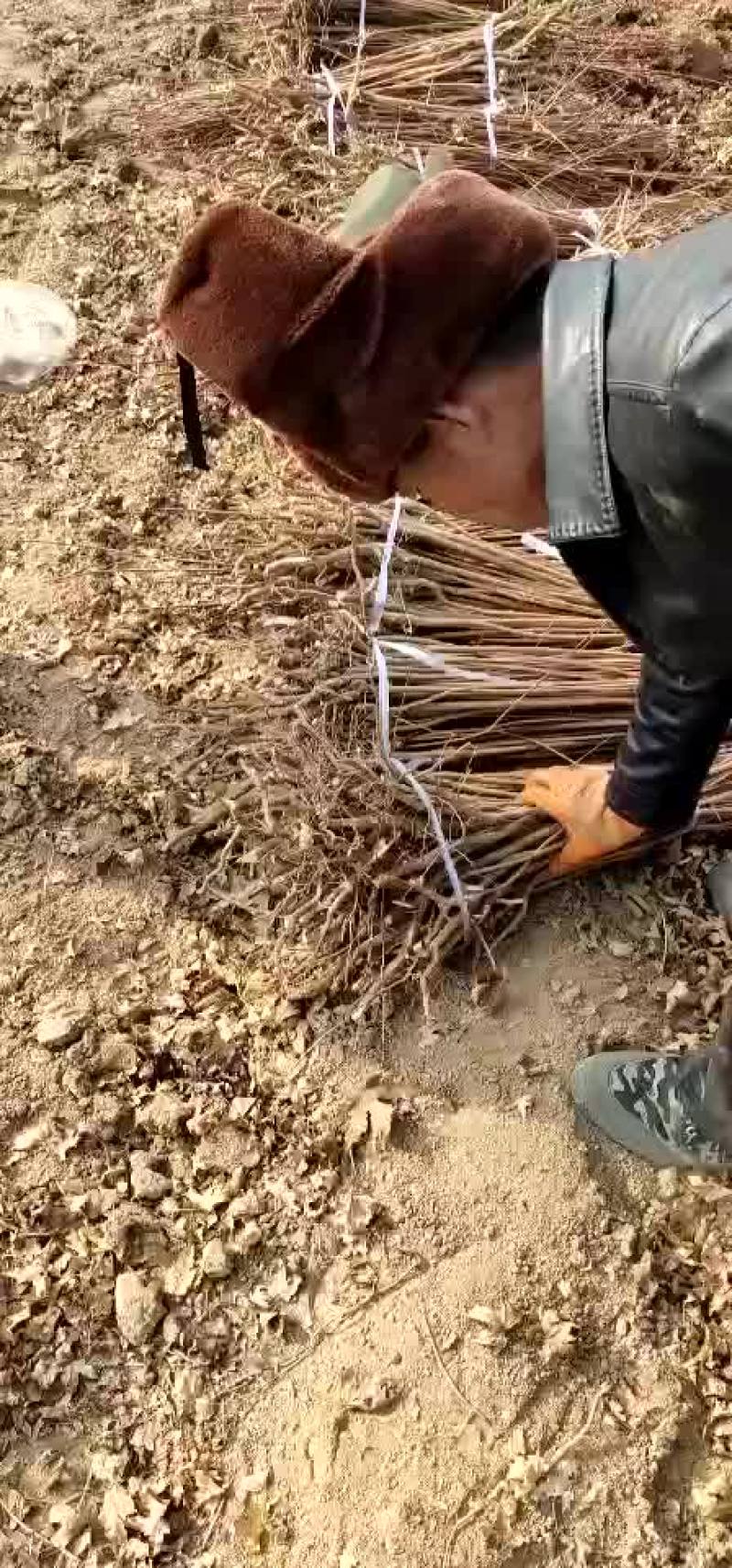 苗木种苗元宝枫小苗五角枫苗五角枫树苗元宝枫树苗