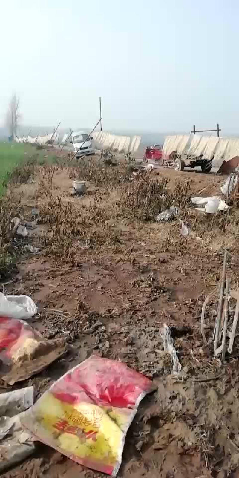 红薯粉条