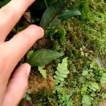 鸿雁十二号英红九号茶苗英德红茶
