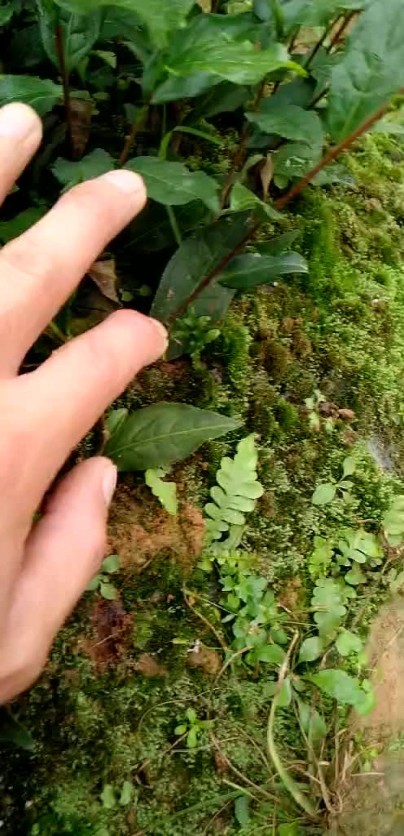 鸿雁十二号英红九号茶苗英德红茶