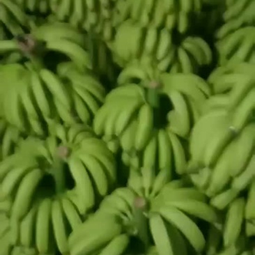 七成熟的蕉