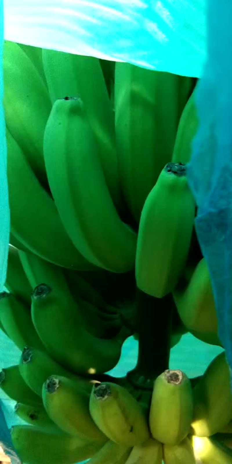七成熟的蕉